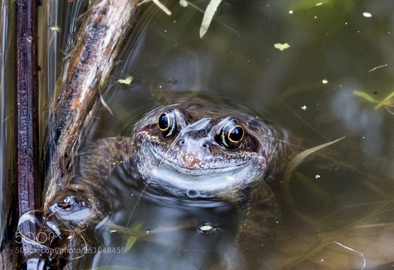 Canon EOS 70D sample photo. Watching you! photography