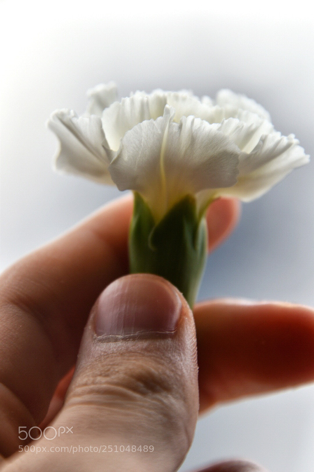Nikon D5600 sample photo. White carnation  photography