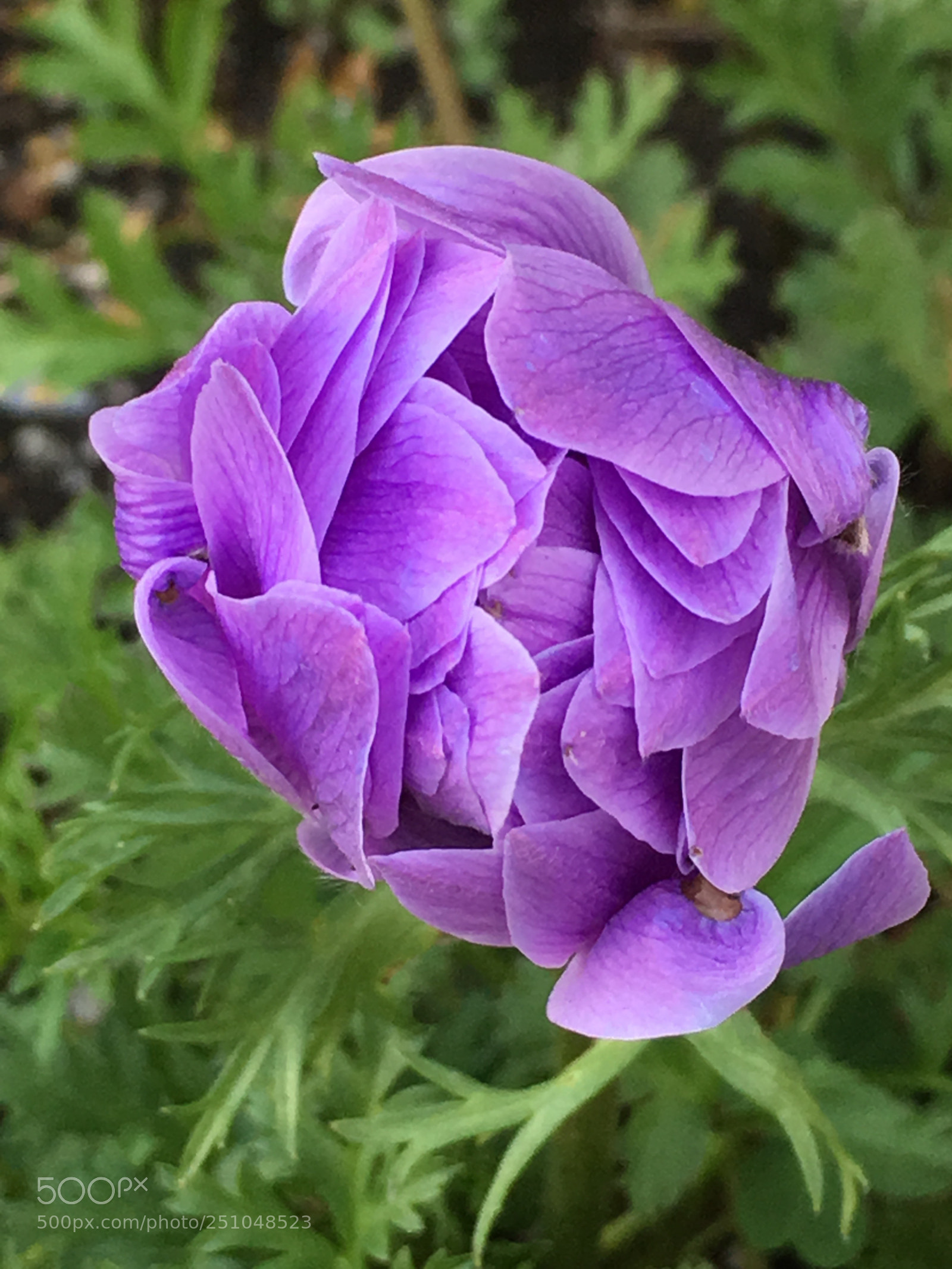 Apple iPhone 6s Plus sample photo. Spring2018 flowers photography