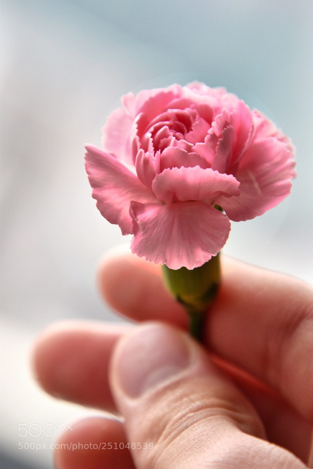 Nikon D5600 sample photo. Pink sister  photography