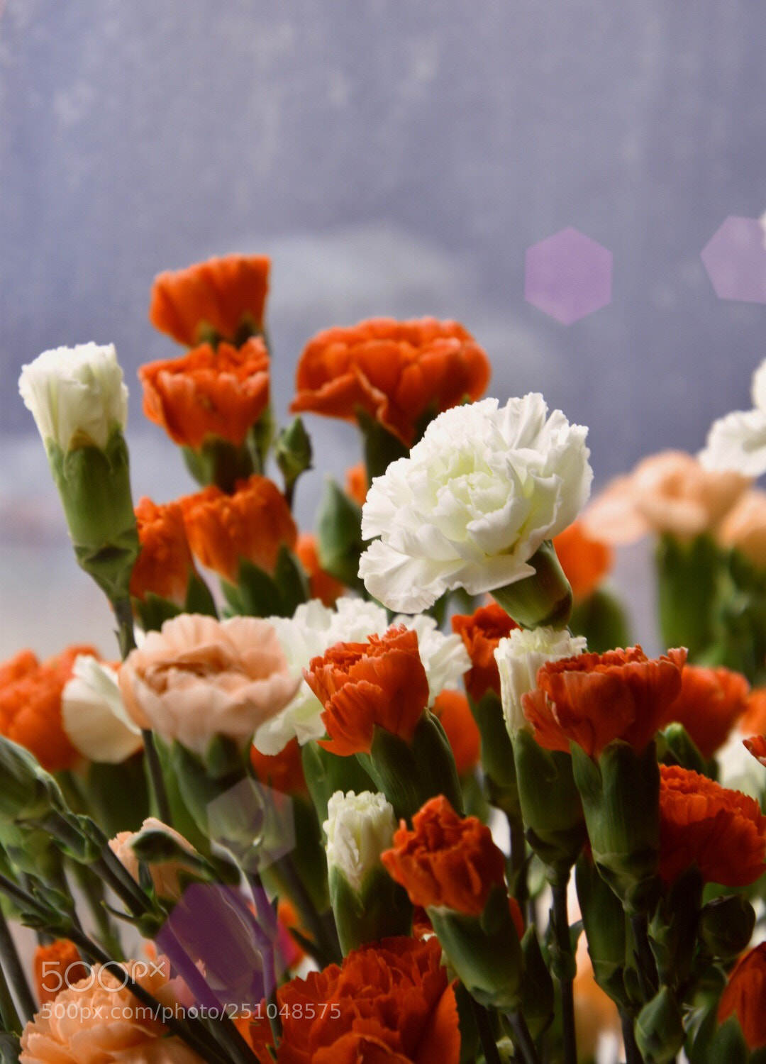 Nikon D5600 sample photo. Carnations in rain photography