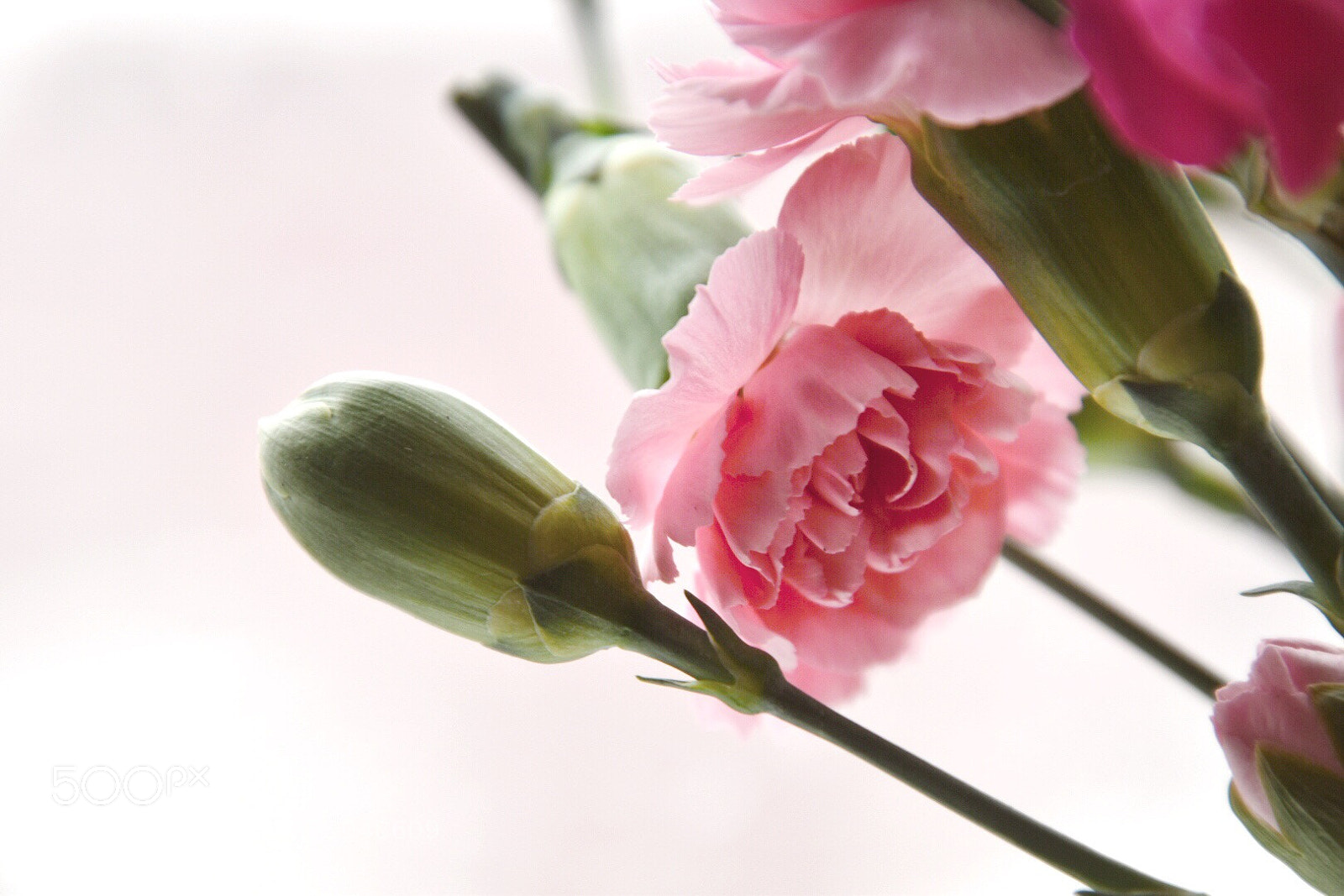 Nikon D5600 sample photo. Carnation  photography