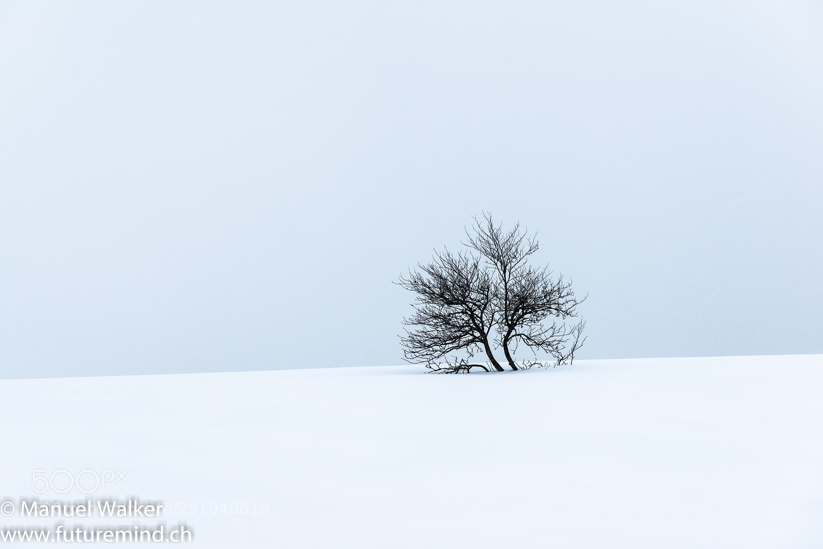 Nikon D800 sample photo. Lonely tree photography