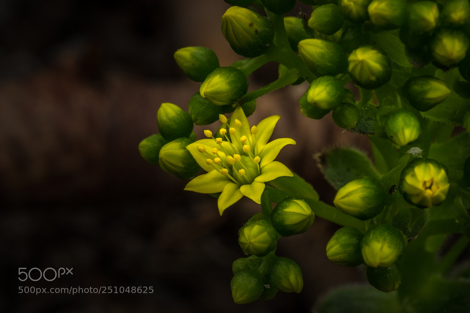Fujifilm X-T1 sample photo. Aeonium x praegeri photography