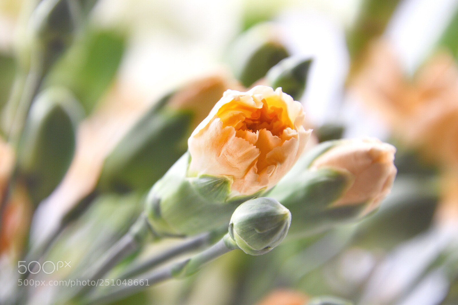 Nikon D5600 sample photo. Orange bloom photography