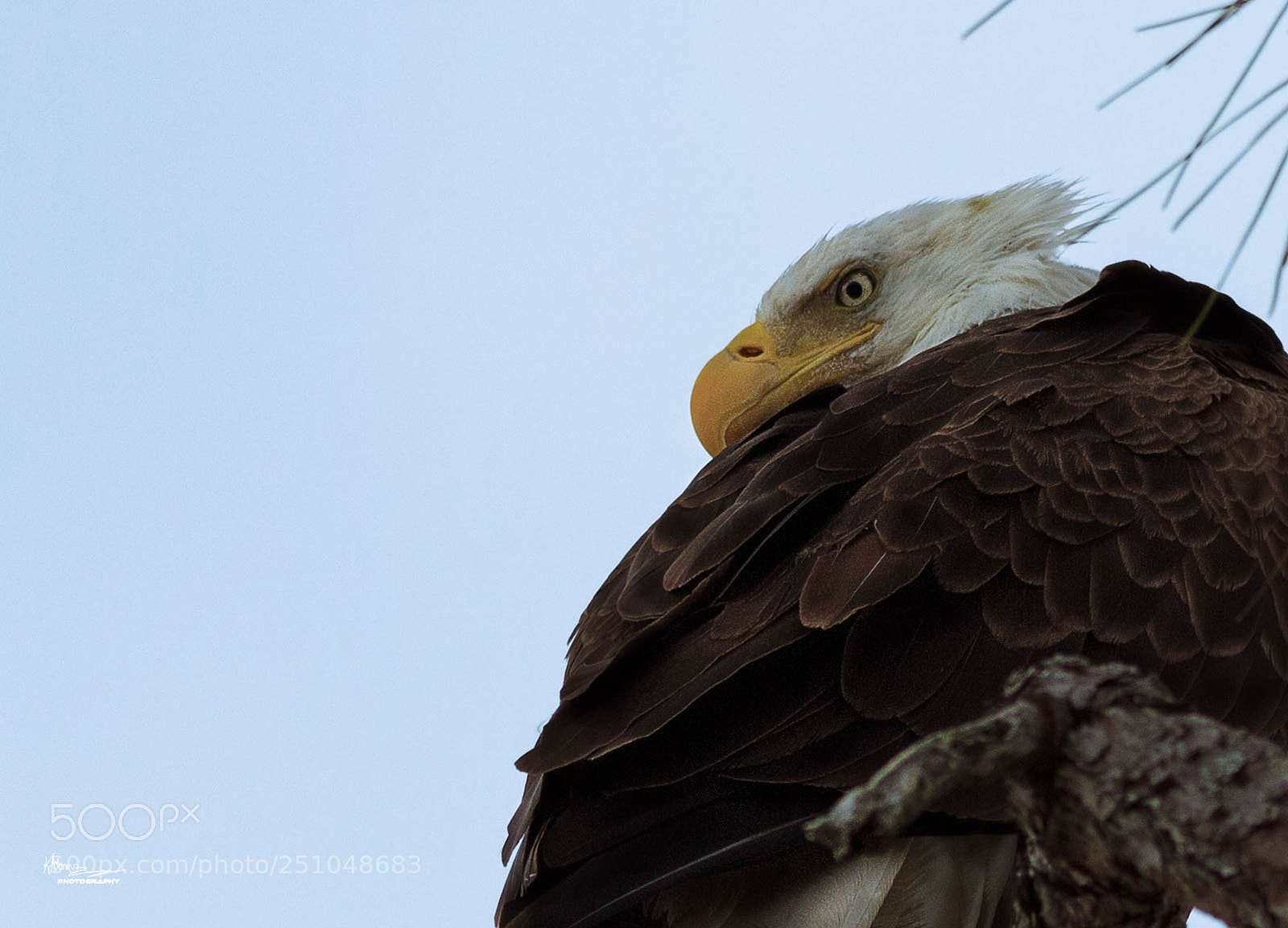 Canon EOS 600D (Rebel EOS T3i / EOS Kiss X5) sample photo. Eagle watching me. photography