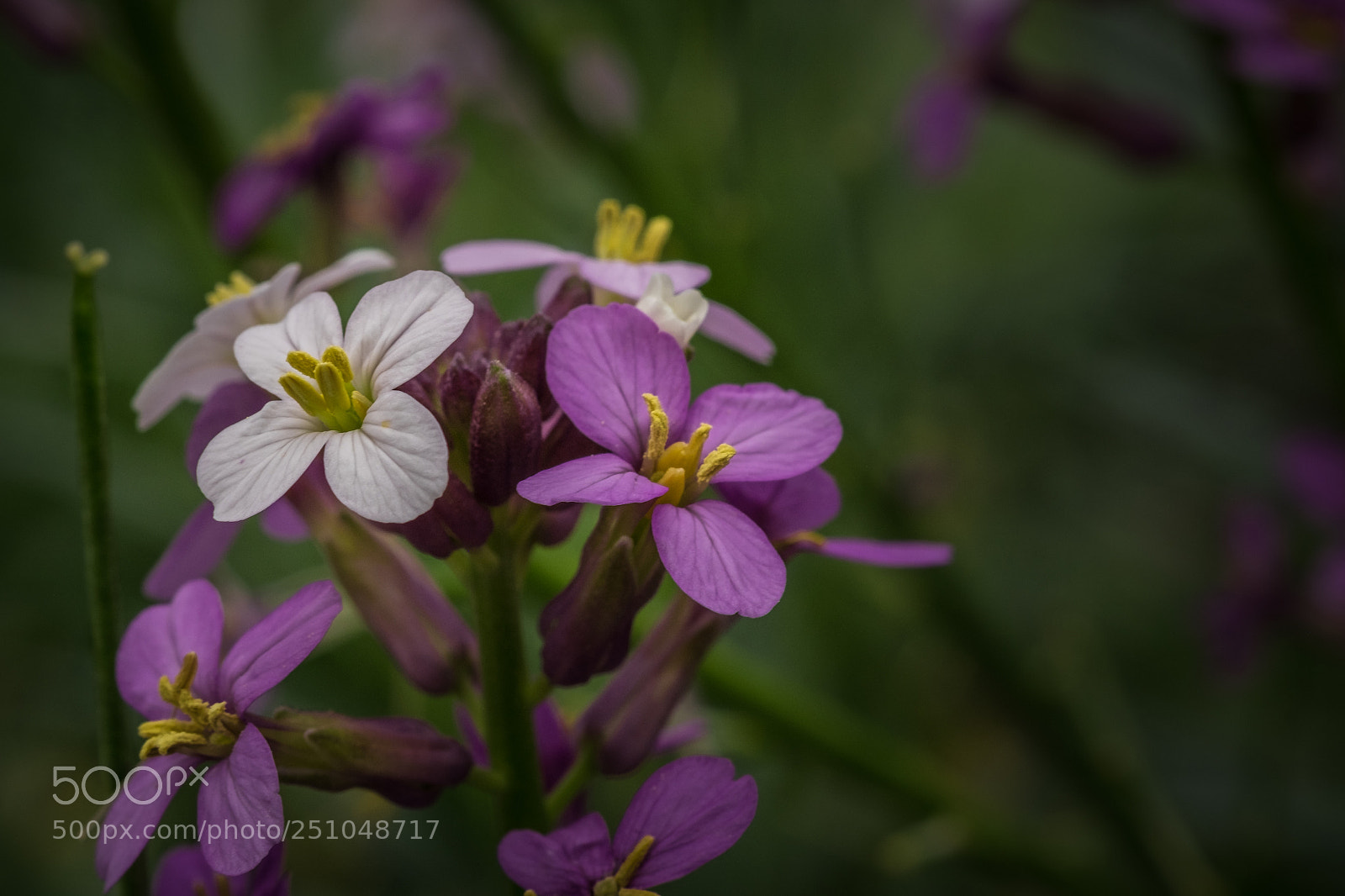 Fujifilm X-T1 sample photo. Erysimum bicolor photography