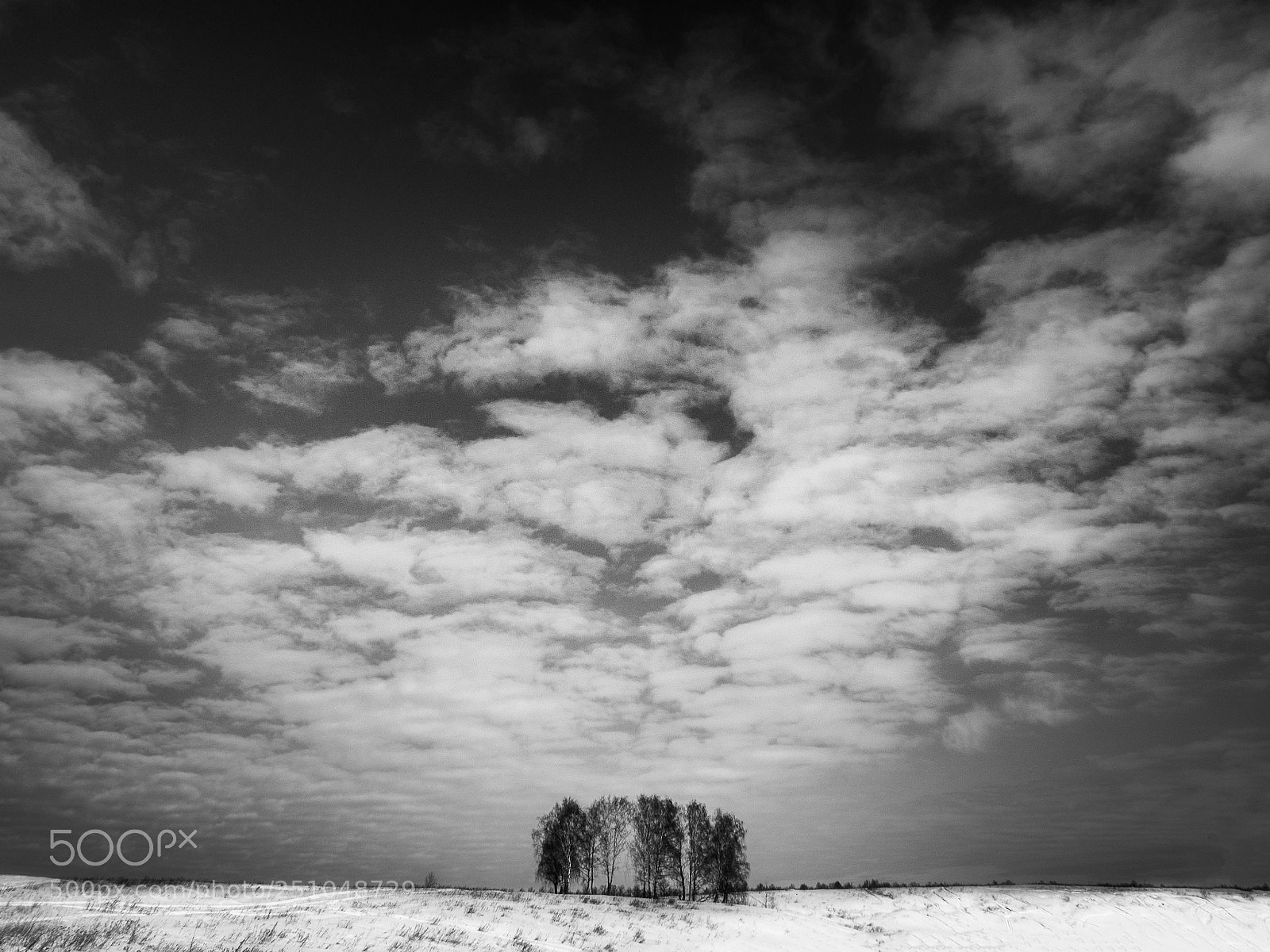 Olympus OM-D E-M10 sample photo. Trees in the field photography