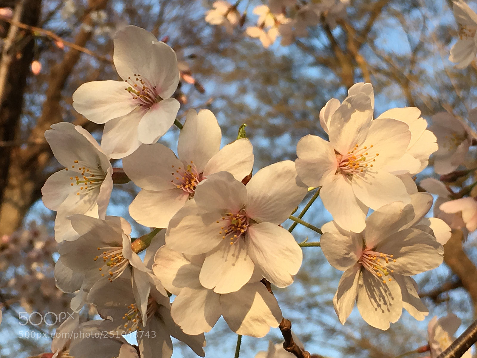 Apple iPhone 6s Plus sample photo. Spring2018 flowers photography