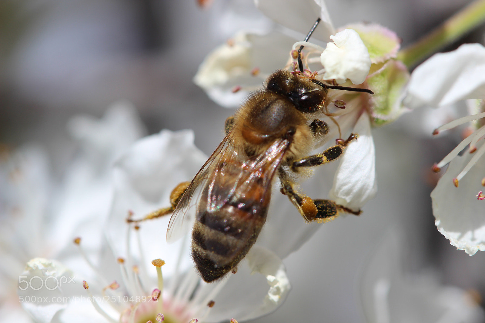 Canon EOS 600D (Rebel EOS T3i / EOS Kiss X5) sample photo. Bee- tiful  photography