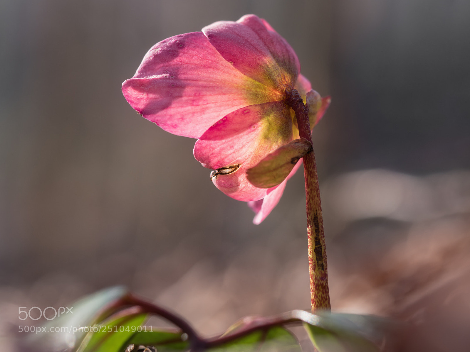 Olympus OM-D E-M5 II sample photo. At the end of photography