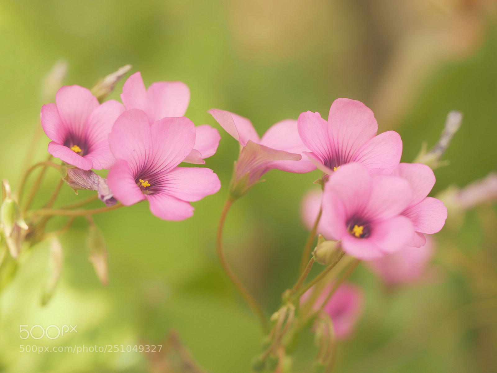 Panasonic Lumix DMC-GX85 (Lumix DMC-GX80 / Lumix DMC-GX7 Mark II) sample photo. ???????... photography