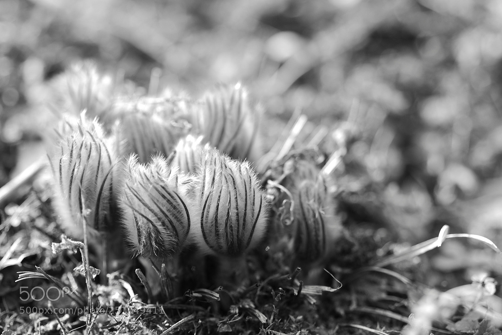 Fujifilm X-Pro1 sample photo. Pulsatilla  photography