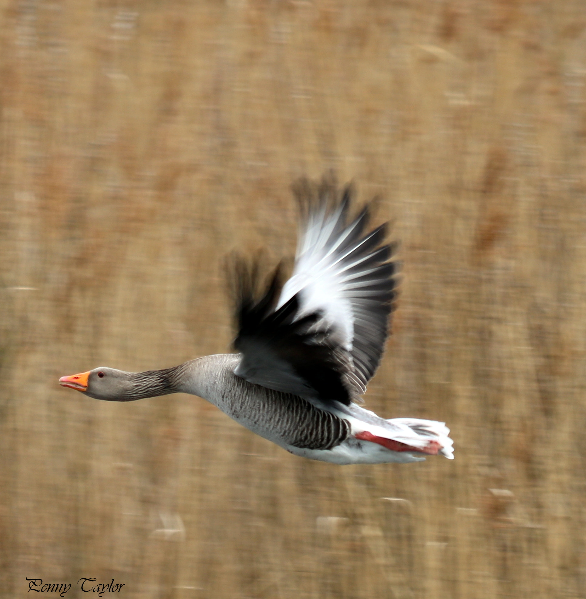 Canon EF 70-300 F4-5.6 IS II USM sample photo. In flight photography