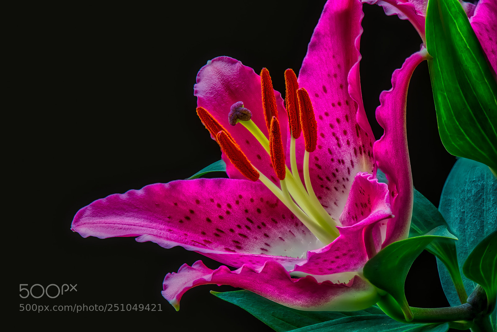 Nikon D800 sample photo. Pink lily 1 photography