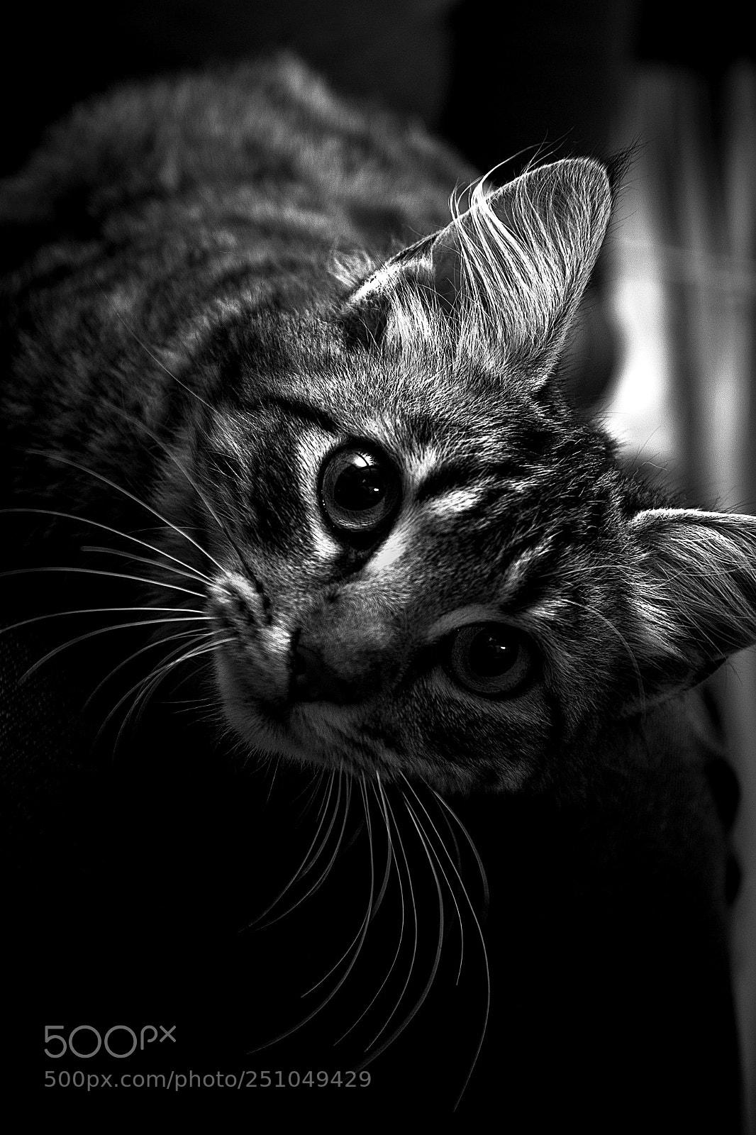 Canon EOS 7D sample photo. Just looking photography