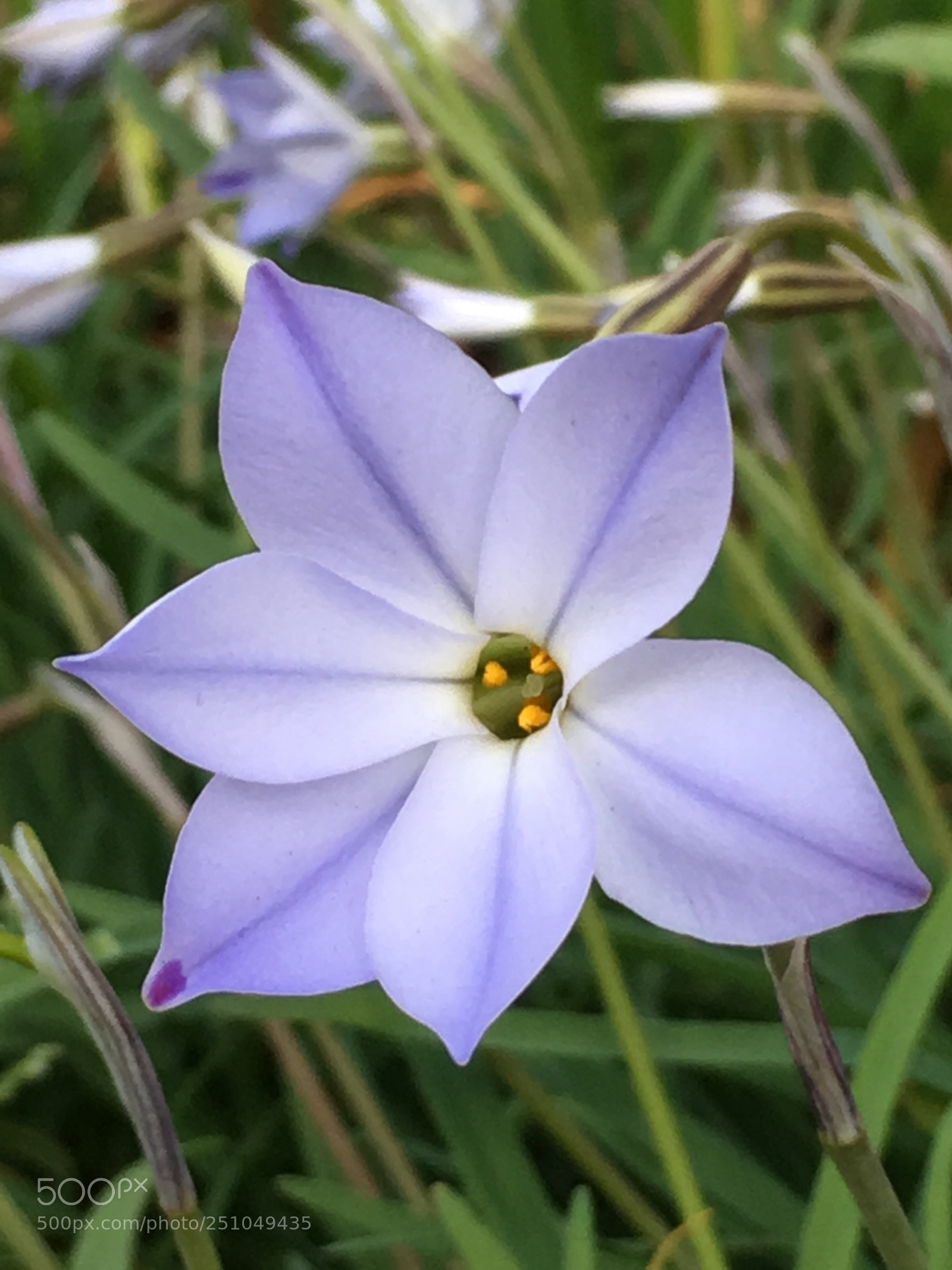 Apple iPhone 6s Plus sample photo. Spring2018 flowers photography