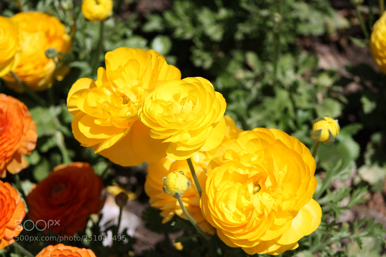 Canon EOS 1000D (EOS Digital Rebel XS / EOS Kiss F) sample photo. Roses need not be photography