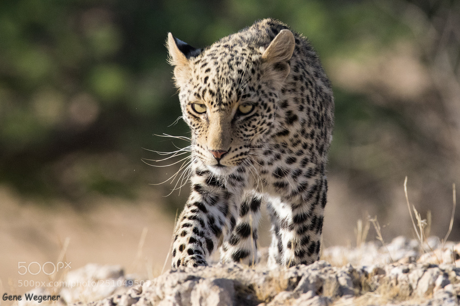Nikon D5300 sample photo. Leopard photography
