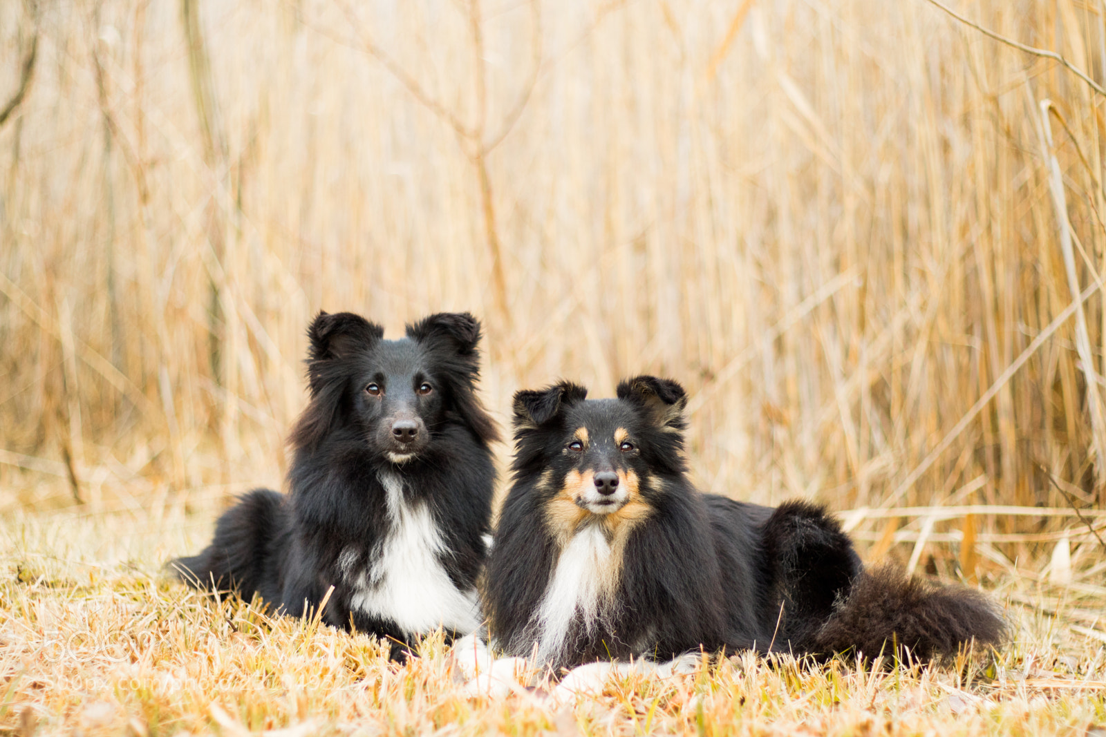 Canon EOS 7D Mark II sample photo. Best friends photography