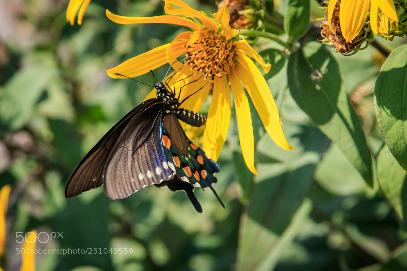 Canon EOS 7D Mark II sample photo. Pipevine swallowtail butterfly on photography