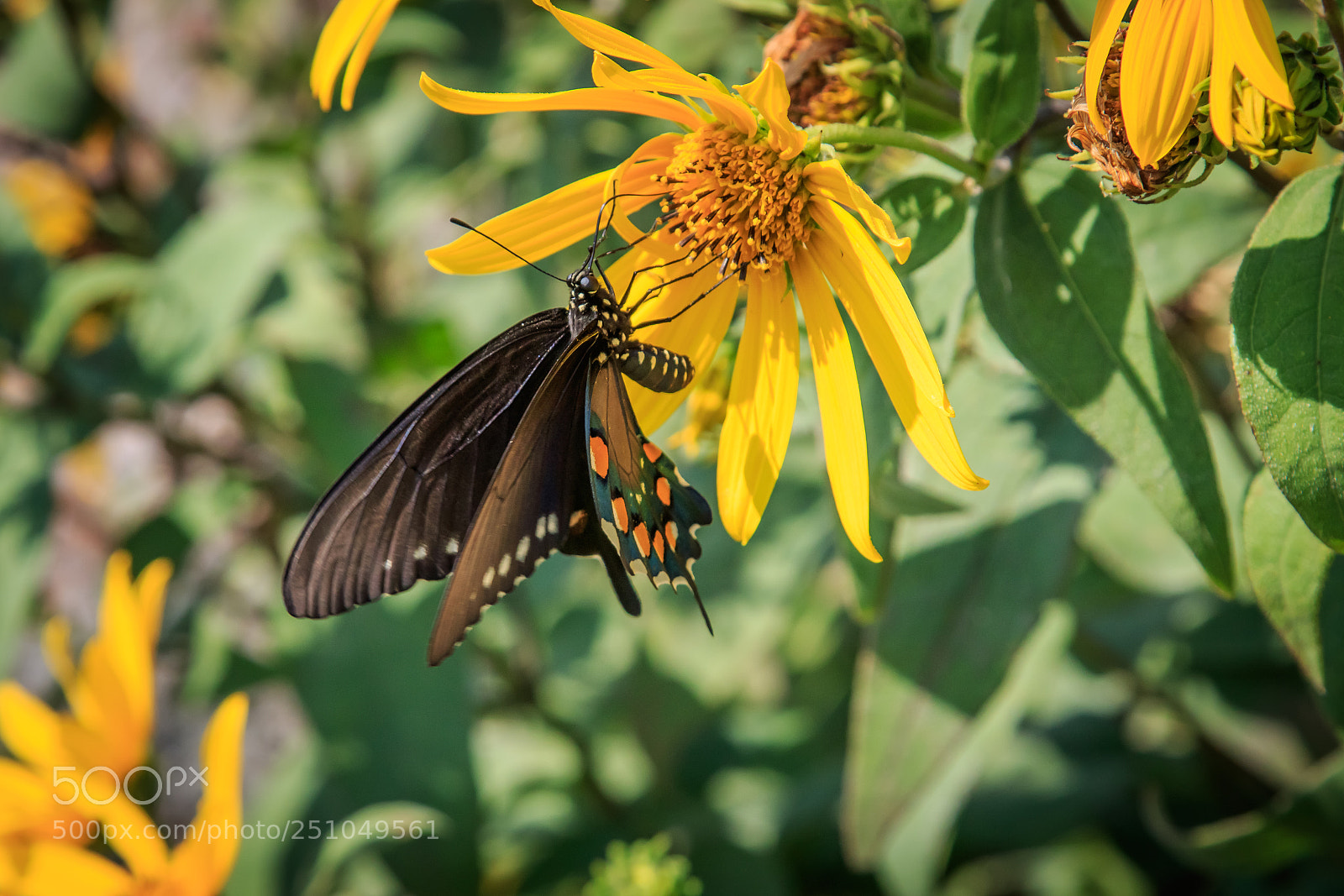 Canon EOS 7D Mark II sample photo. Pipevine swallowtail butterfly on photography