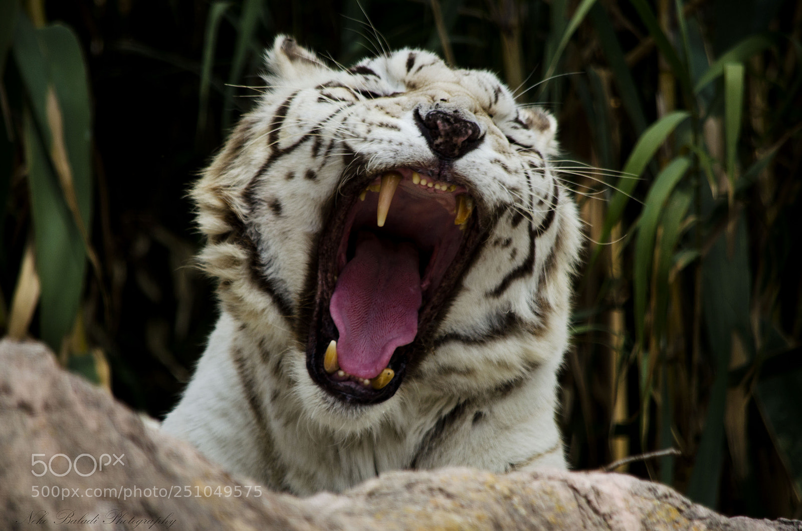 Nikon D5100 sample photo. Feline yawn photography