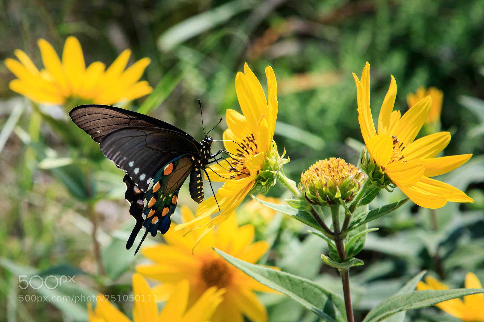 Canon EOS 7D Mark II sample photo. Pipevine swallowtail butterfly on photography
