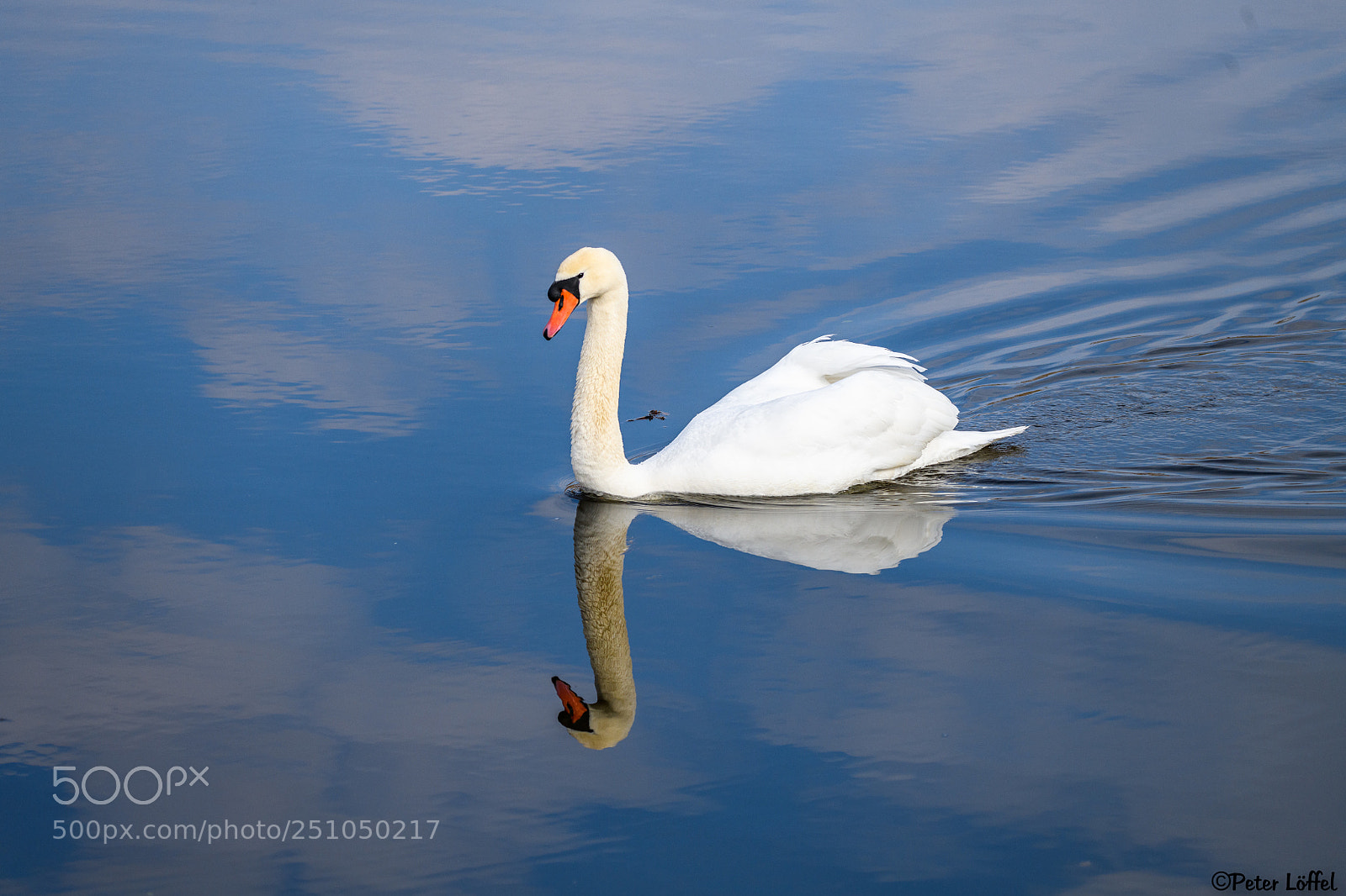 Nikon D850 sample photo. Swan photography