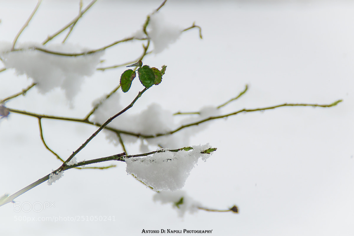Nikon D3200 sample photo. Neve photography
