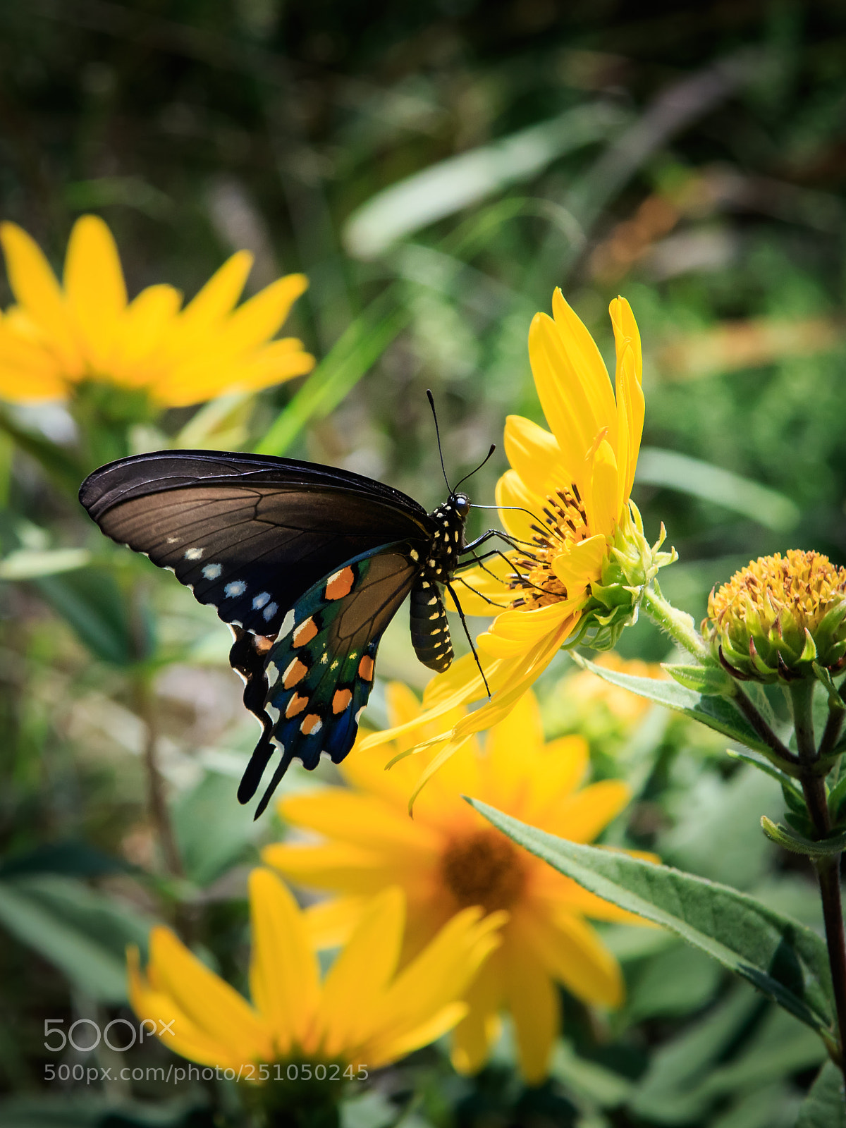 Canon EOS 7D Mark II sample photo. Pipevine swallowtail butterfly on photography