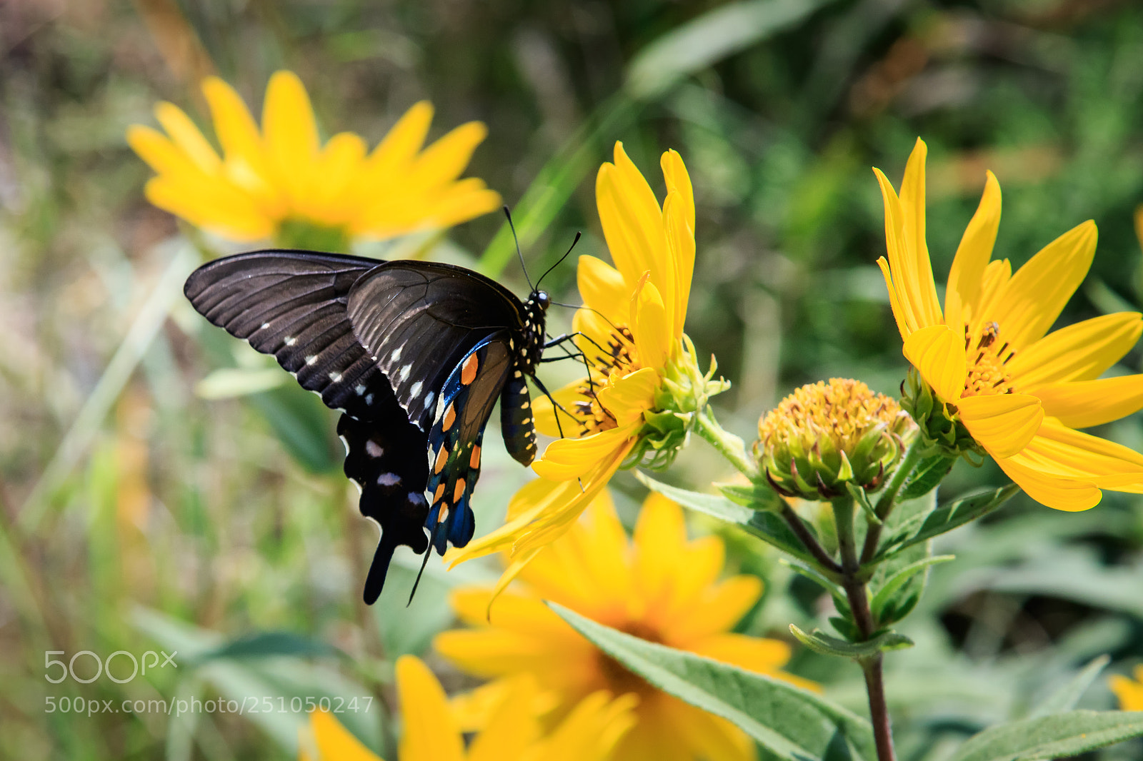 Canon EOS 7D Mark II sample photo. Pipevine swallowtail butterfly on photography