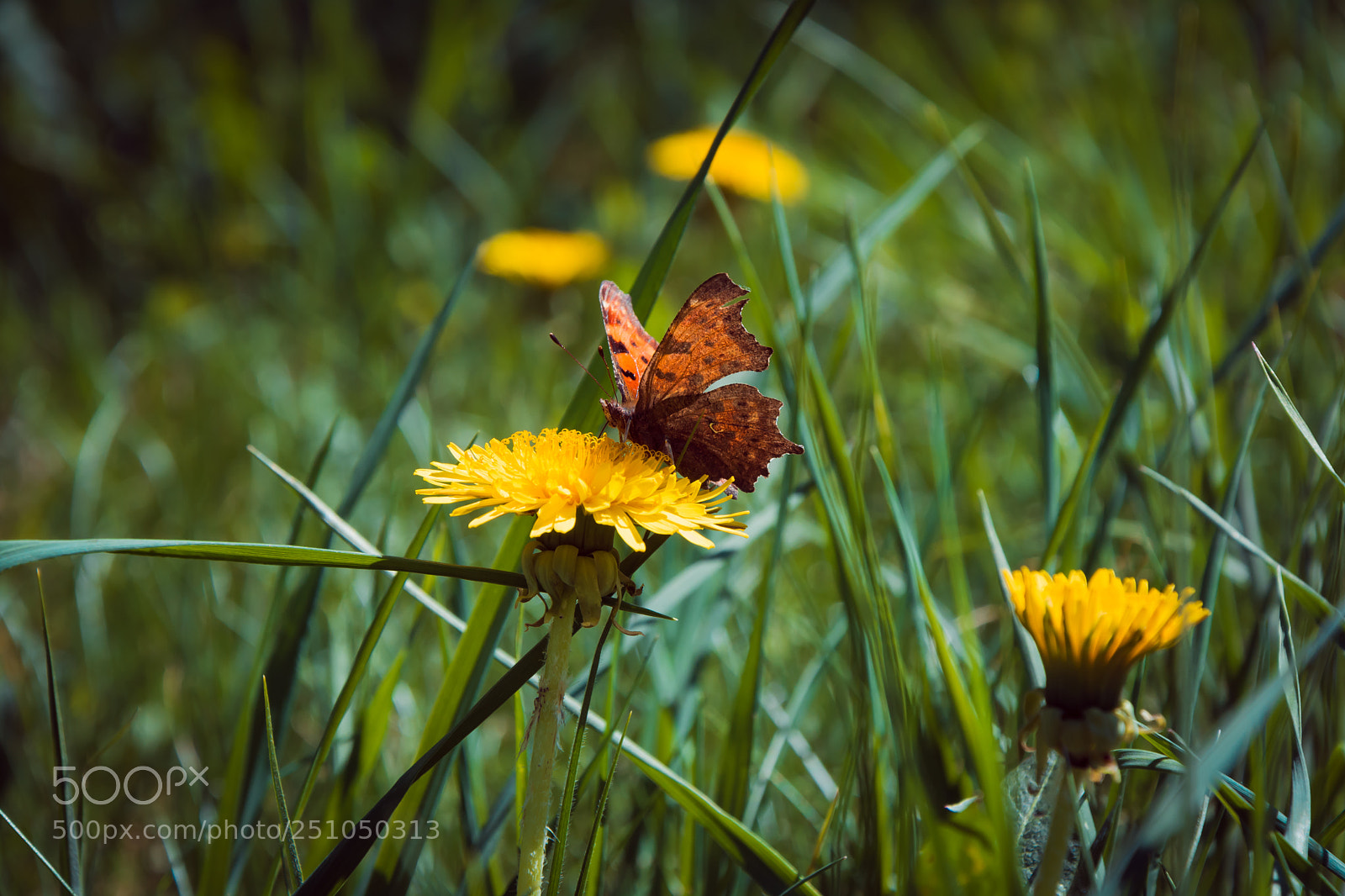 Nikon D7100 sample photo. Untitled photography