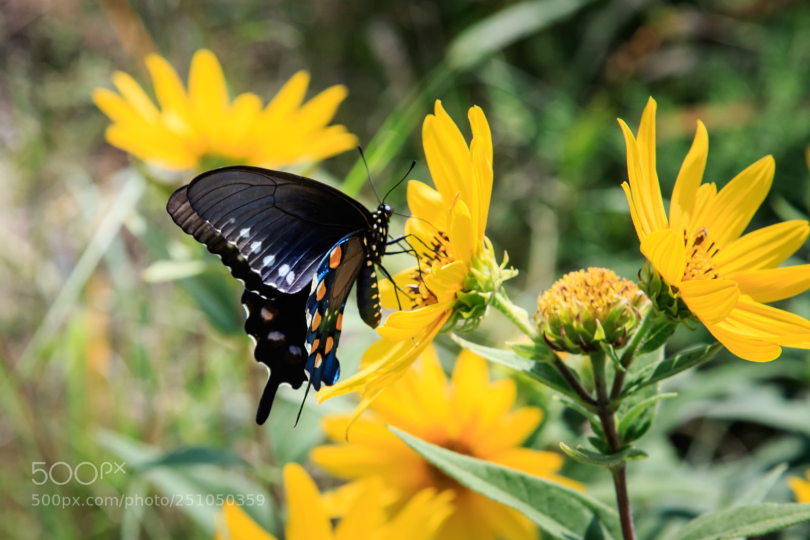 Canon EOS 7D Mark II sample photo. Pipevine swallowtail butterfly on photography