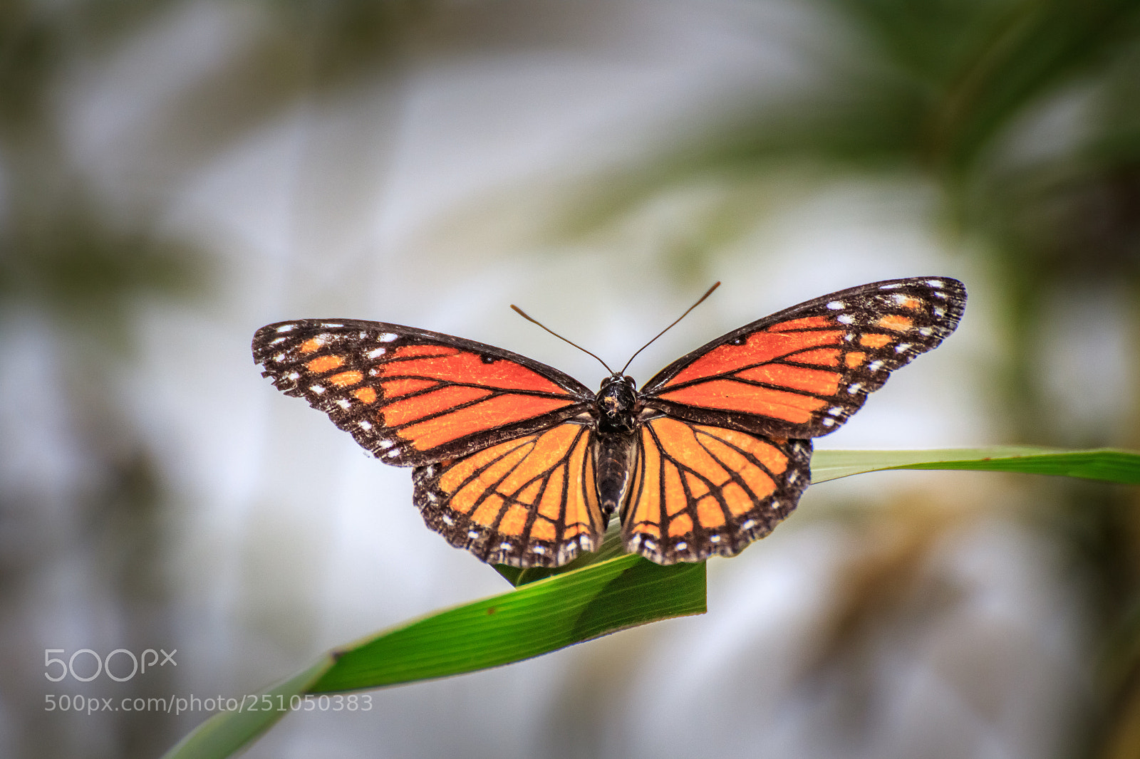 Canon EOS 7D Mark II sample photo. Viceroy on a blade #1 photography