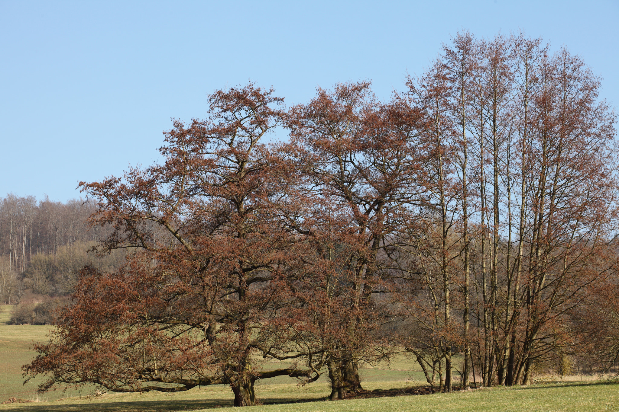 Canon EF 70-200mm F4L USM sample photo. Meadow trees photography