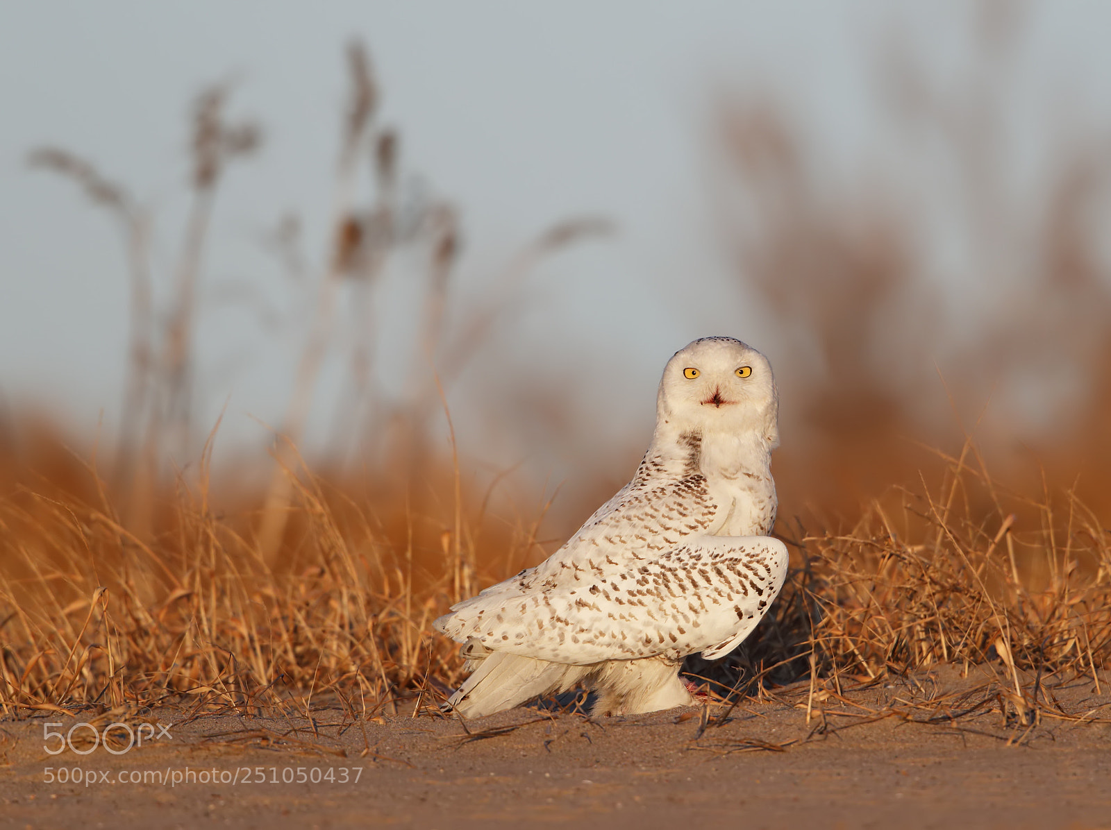 Canon EOS-1D X Mark II sample photo. Snowy owl with prey photography