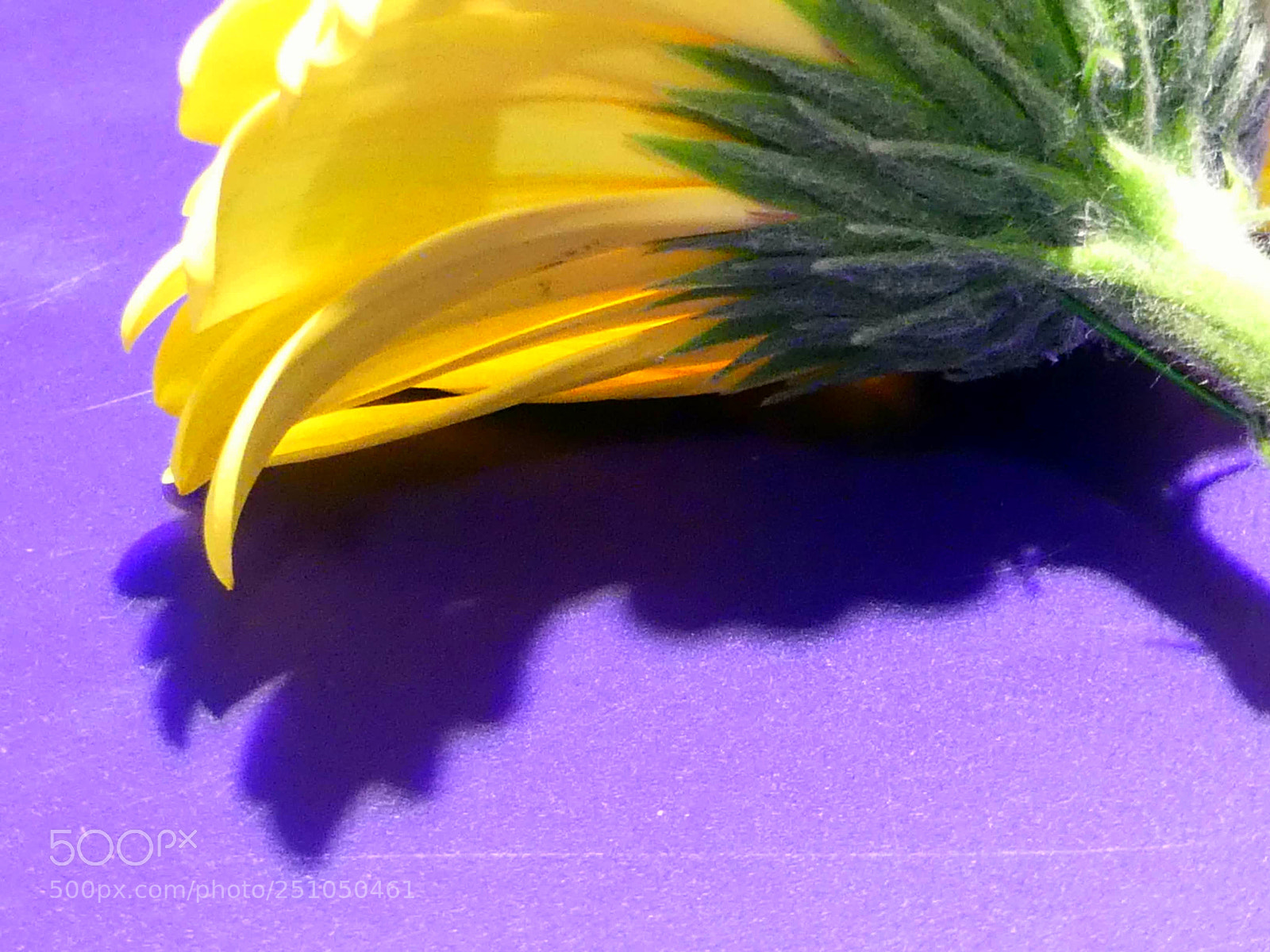 Panasonic Lumix DMC-FZ300 sample photo. Untitled photography