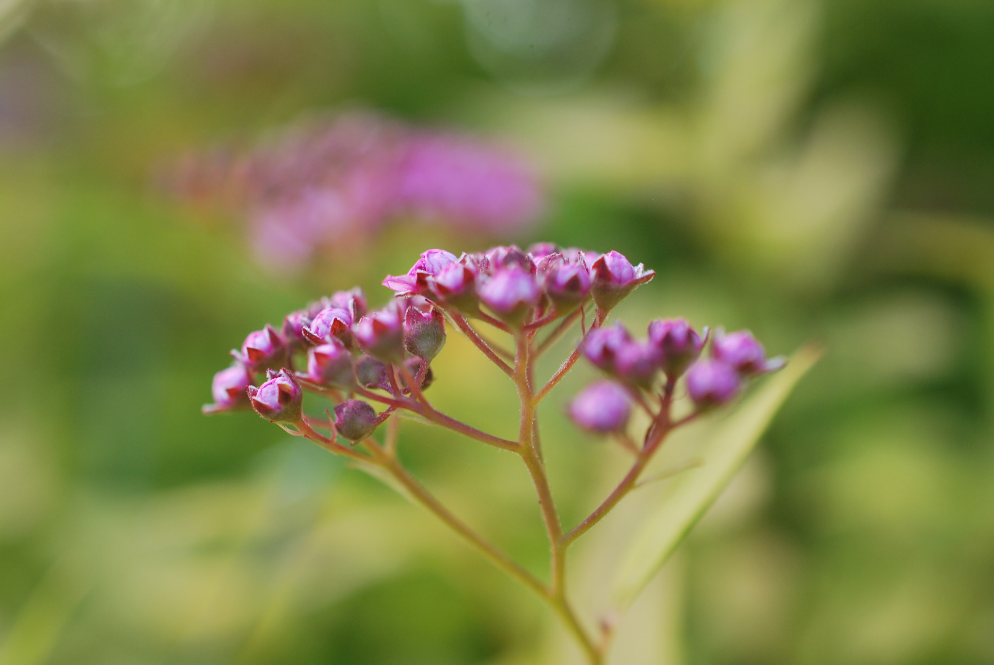 Nikon AF-S DX Micro Nikkor 40mm F2.8 sample photo. Blooming photography