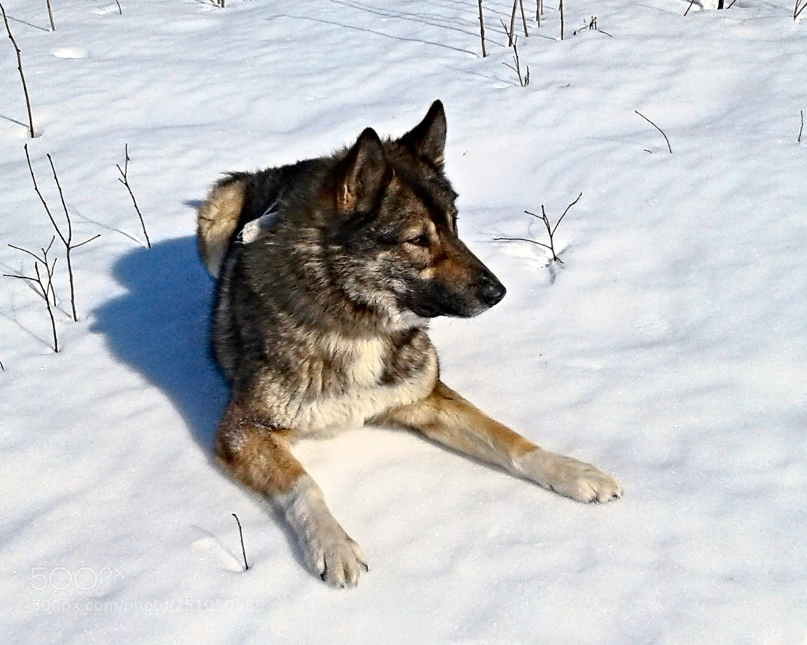 Samsung Galaxy J1 sample photo. Dog on snow photography