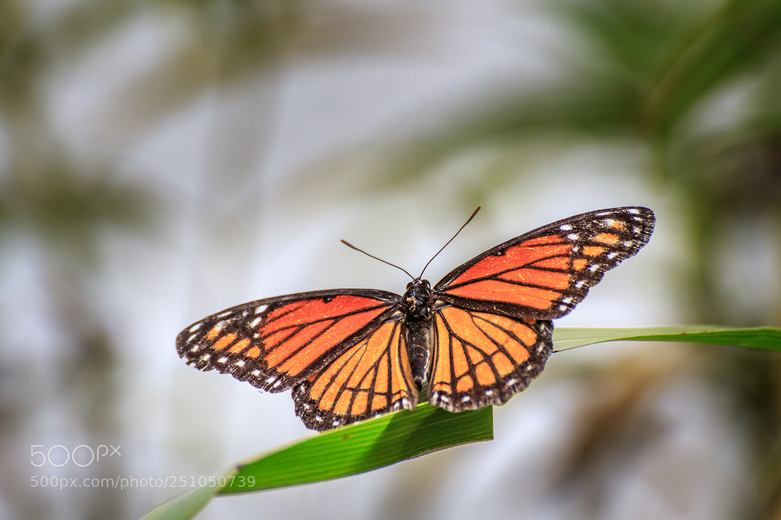 Canon EOS 7D Mark II sample photo. Viceroy on a blade #2 photography