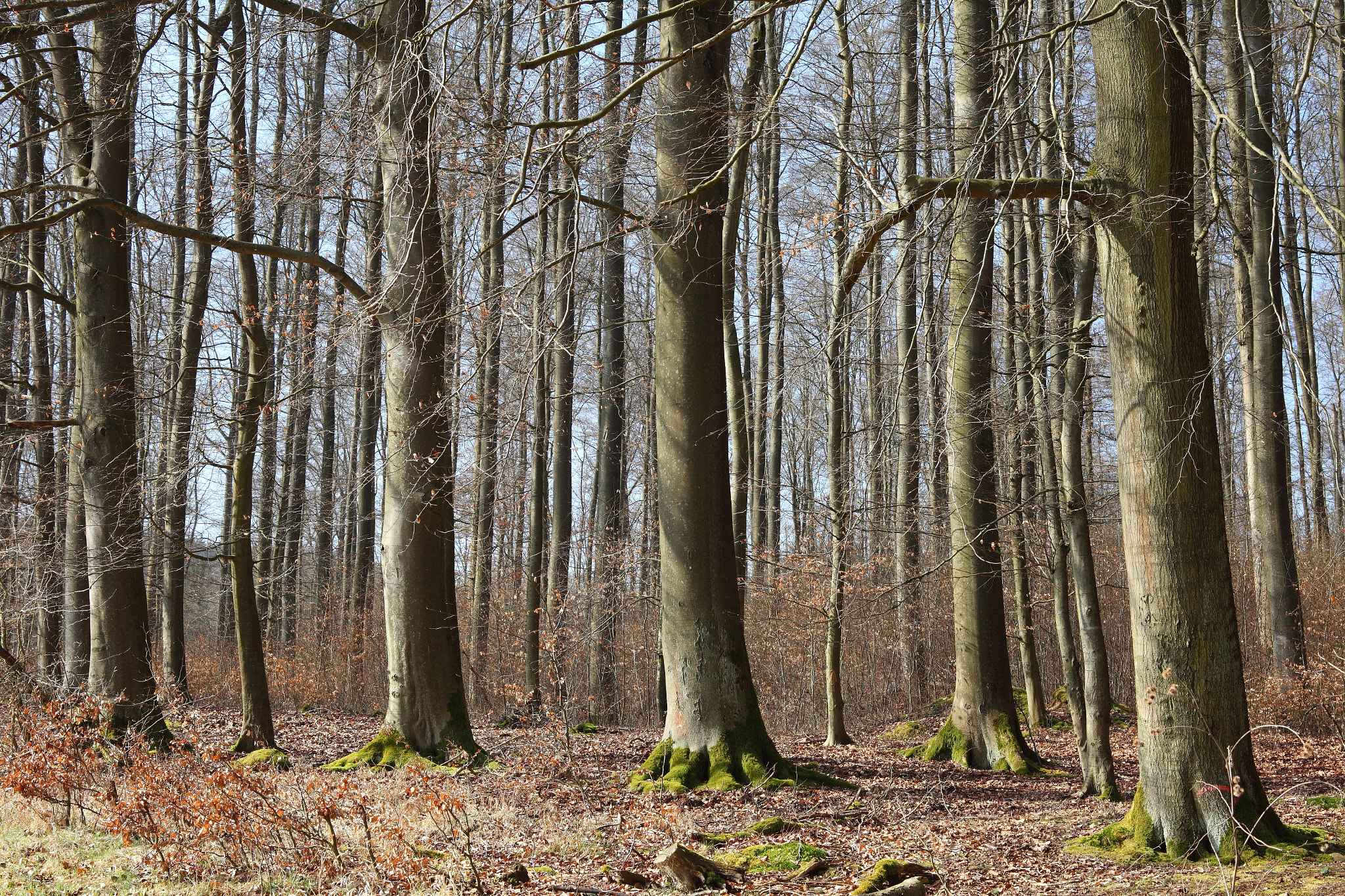 Canon EF 28-80mm f/3.5-5.6 sample photo. The sunny forest photography