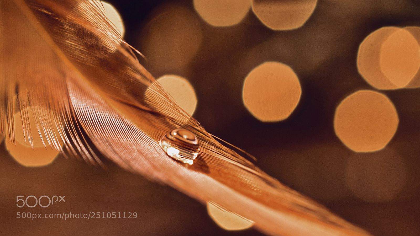 Nikon D5600 sample photo. Golden love photography