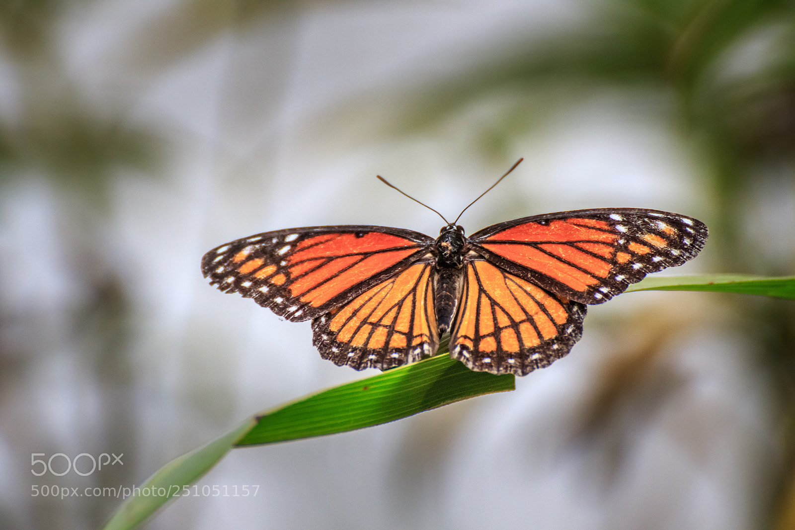 Canon EOS 7D Mark II sample photo. Viceroy on a blade #3 photography