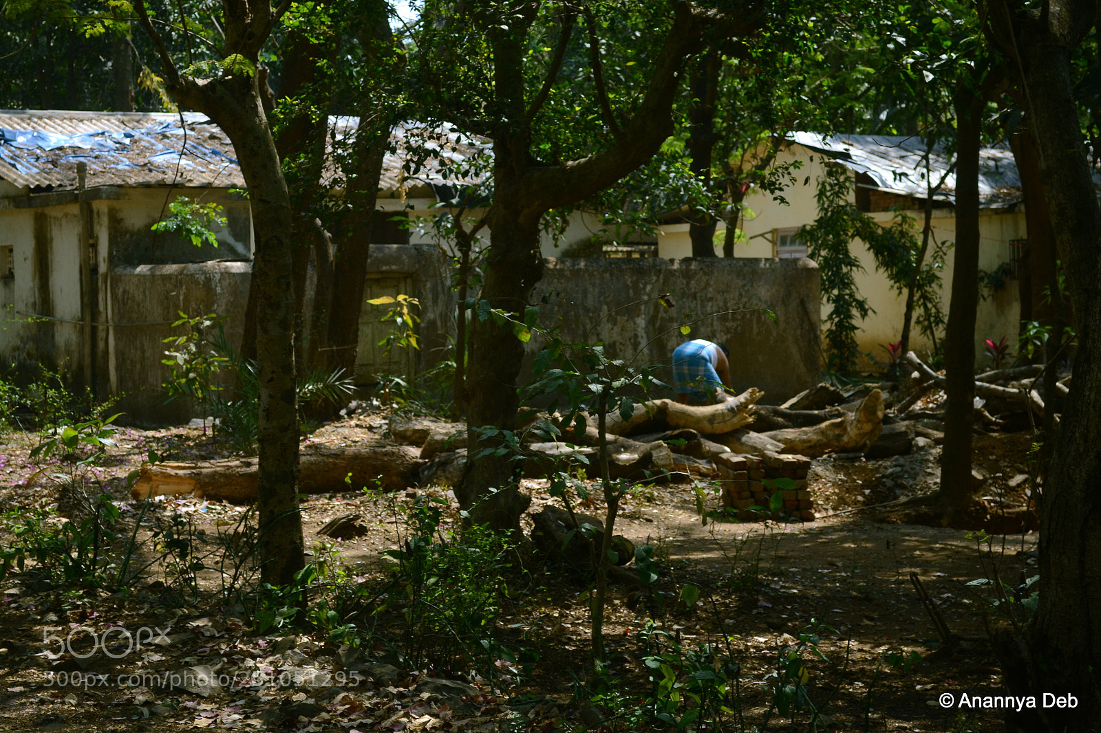 Nikon D3100 sample photo. Borivili national park, february 2014 photography