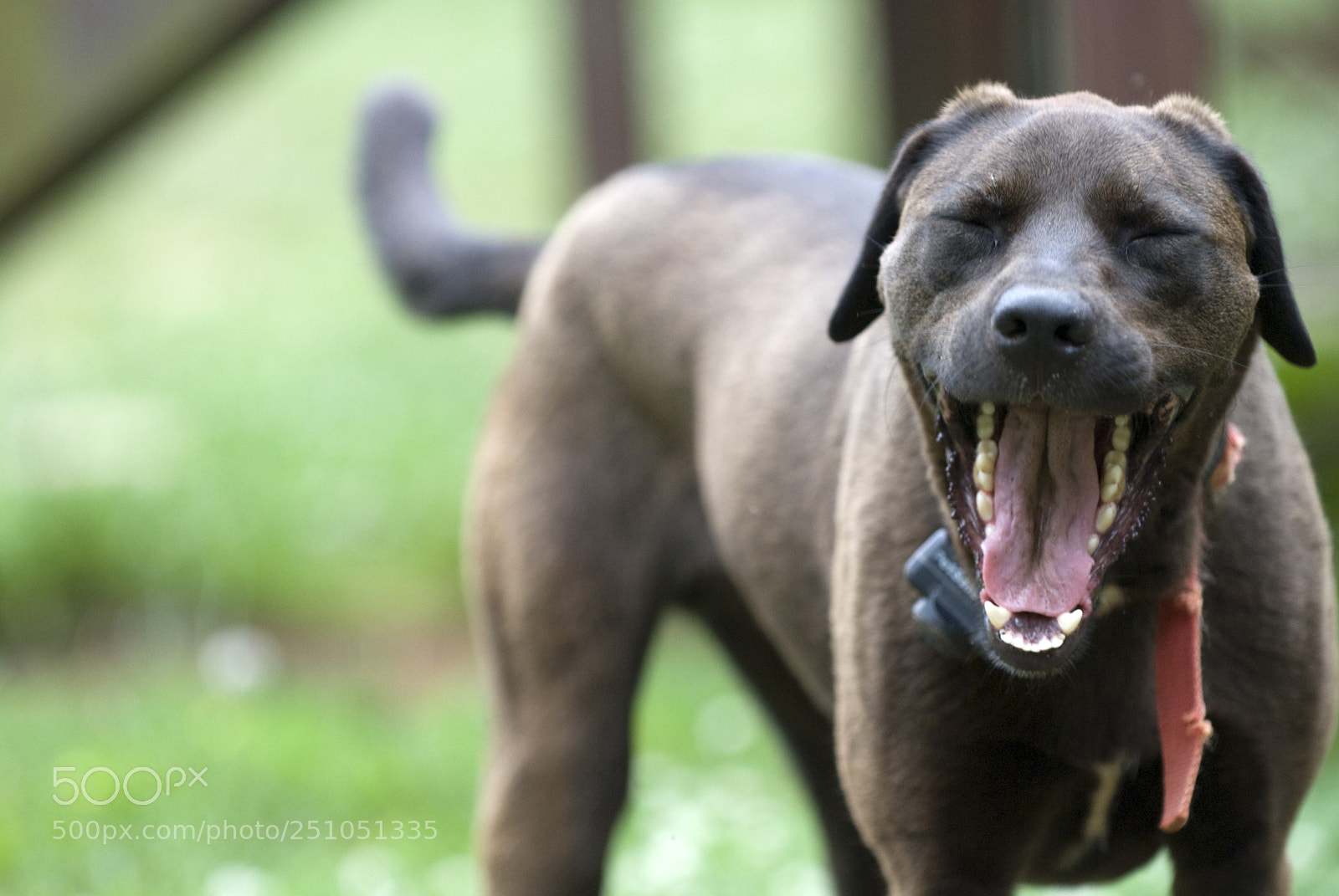 Nikon D60 sample photo. Yawn photography