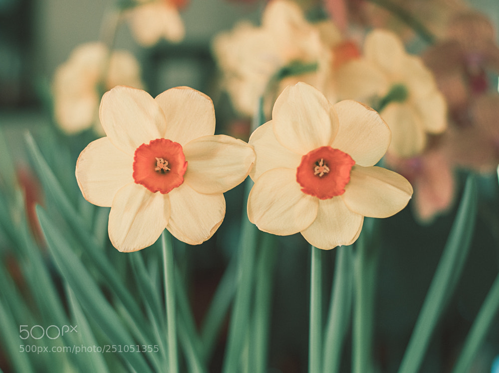 Nikon D5600 sample photo. Feathers & flowers photography