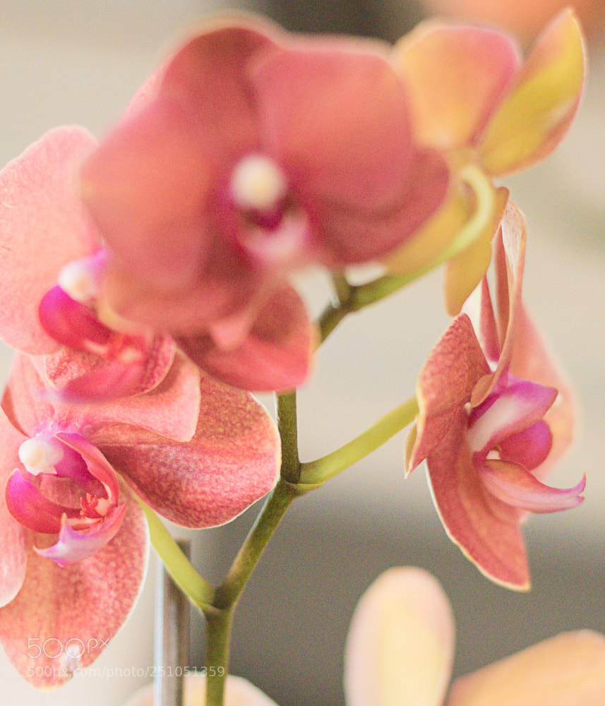 Nikon D5600 sample photo. Feathers & flowers photography
