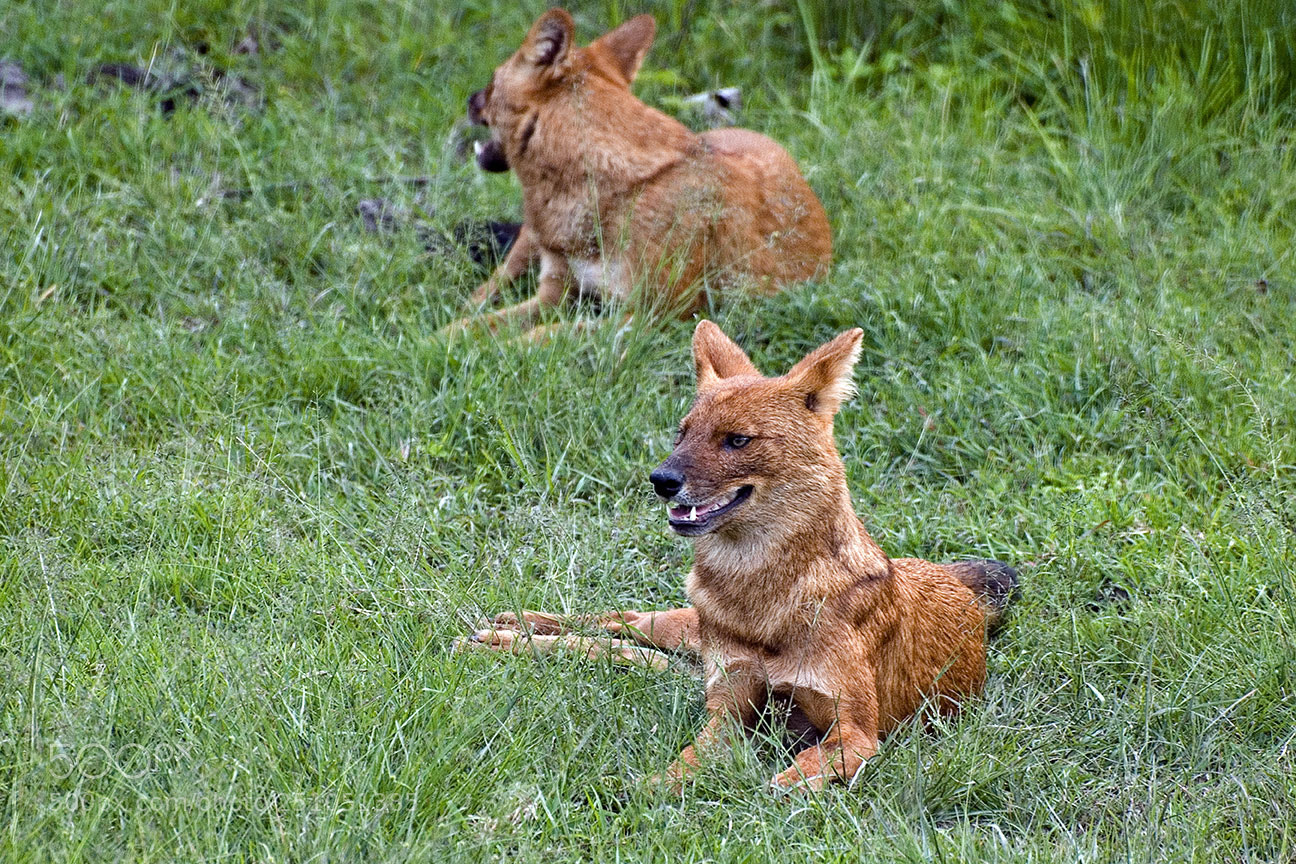 Nikon D80 sample photo. Dhole photography