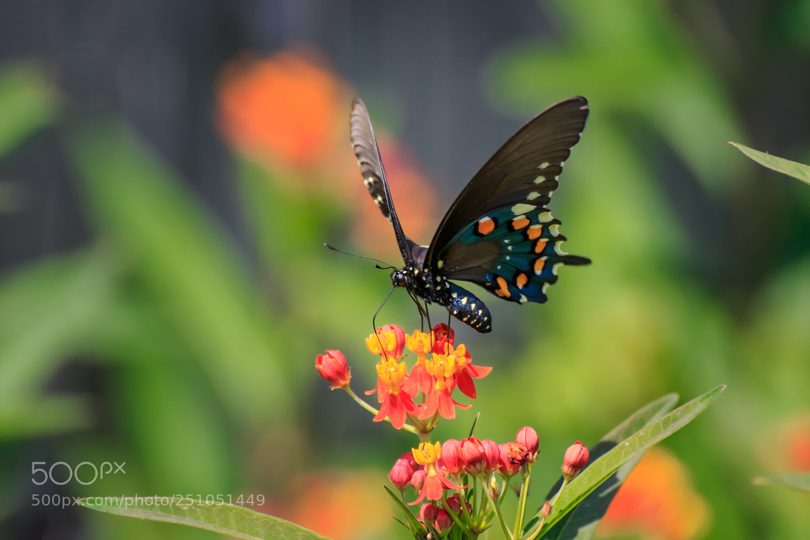 Canon EOS 7D Mark II sample photo. Pipevine swallowtail on butterfly photography